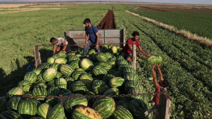 Karpuz işçilerinin günlük yevmiyesi belli oldu