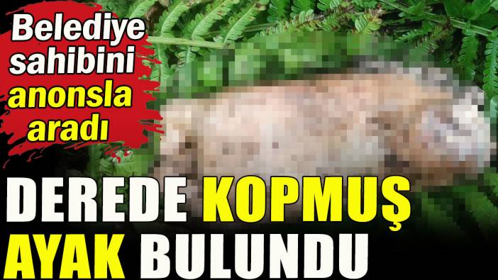 Derede kopmuş ayak bulundu; Belediye sahibini anonsla aradı