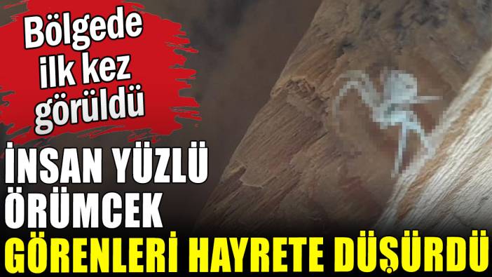 İnsan yüzlü örümcek görenleri hayrete düşürdü