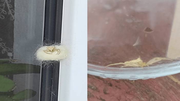 Bir ilde daha insan yüzlü örümcek görüldü