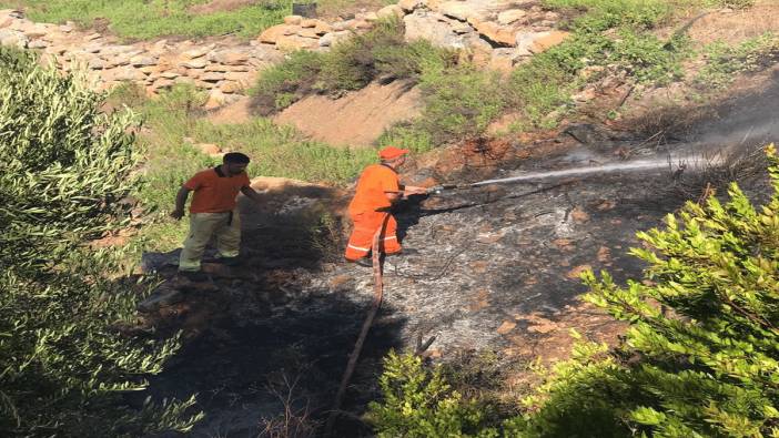 Avokado bahçesi yandı