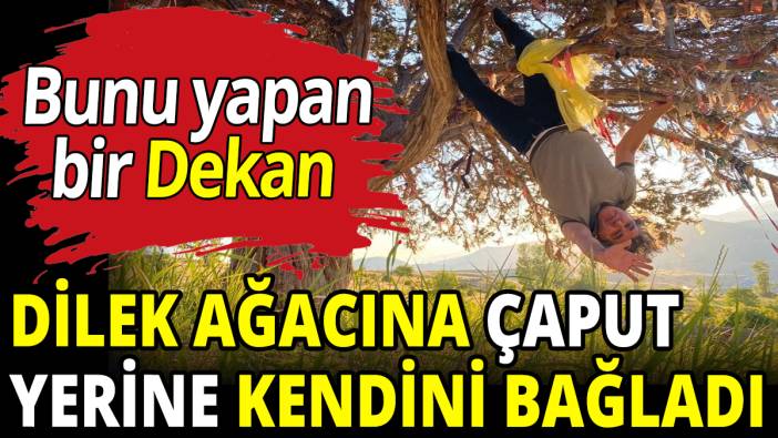 Dilek ağacına çaput yerine kendini bağladı
