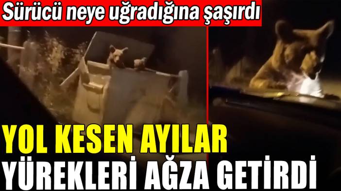 Yol kesen ayılar yürekleri ağza getirdi
