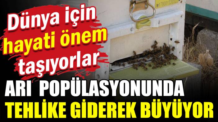 Dünya için hayati önem taşıyorlar: Aşırı sıcaklar arı popülasyonu ve bal verimini de vurdu