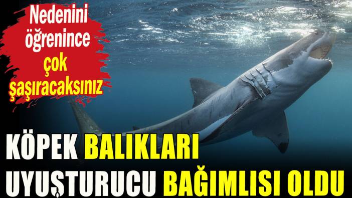 Köpek balıkları uyuşturucu bağımlısı oldu