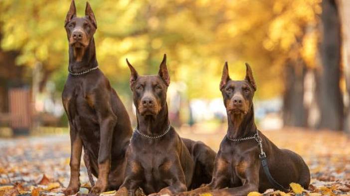 Doberman Fiyatları 2023