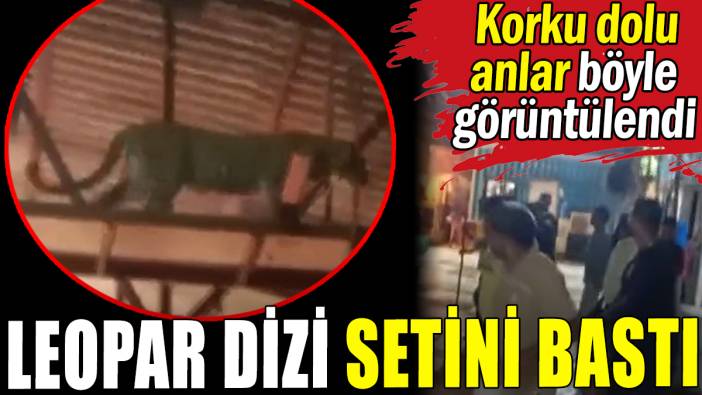 Leopar dizi setini bastı: Korku dolu anlar kameraya yansıdı