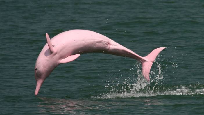 Yapay zeka yaptı: Bilim insanları nesli tükenme tehlikesindeki yunuslar dinledi