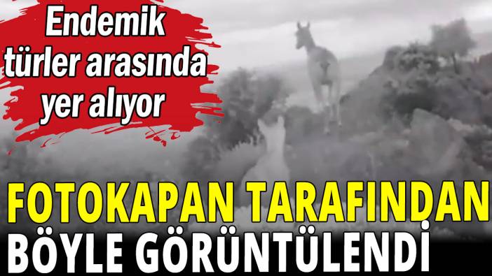 Endemik türler arasında yer alıyordu: Fotokapan tarafından böyle görüntülendi