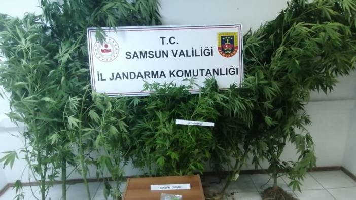 Samsun'da 20 kök kenevir ele geçirildi