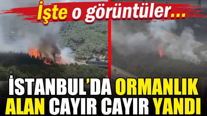 İstanbul ormanlık alan cayır cayır yandı!
