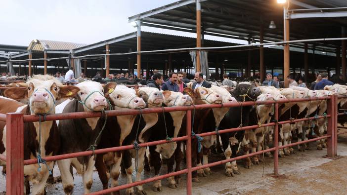 Samsun'da şap nedeniyle hayvan pazarları kapatıldı