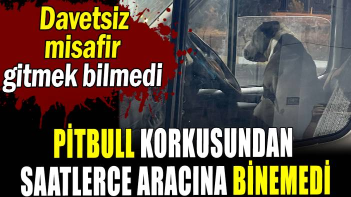 Aracına Pitbull yüzünden saatlerce binemedi