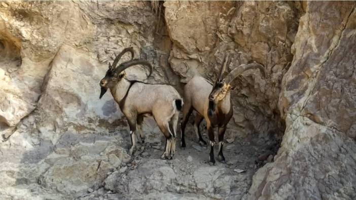 Yaban keçisi avına 300 bin TL tazminat