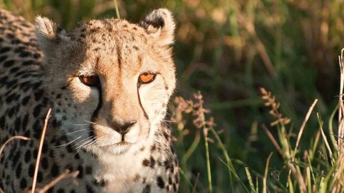 Afrika'dan Hindistan'a getirilen çitalardan 9'uncusu da öldü