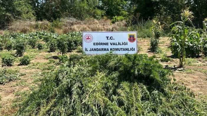 Edirne'de 12 bin kök Hint keneviri ele geçirildi