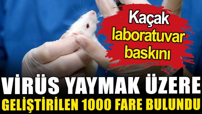 Kaçak laboratuvar baskını: Virüs yaymak üzere geliştirilen 1000 fare bulundu