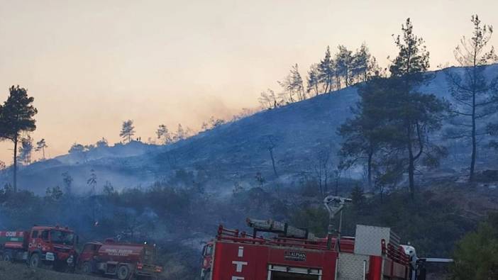 Bilecik'te orman yangını