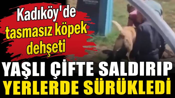 Kadıköy'de tasmasız köpek dehşeti: Yaşlı çift ve köpeğine saldırdı