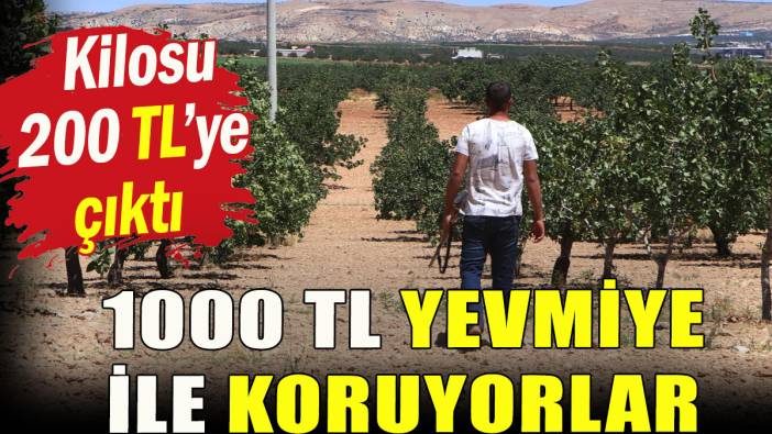 Kilosu 200 TL'ye çıkınca günlük 1000 TL yevmiye ile koruyorlar