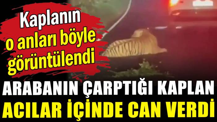Arabanın çarptığı kaplan acılar içinde can verdi