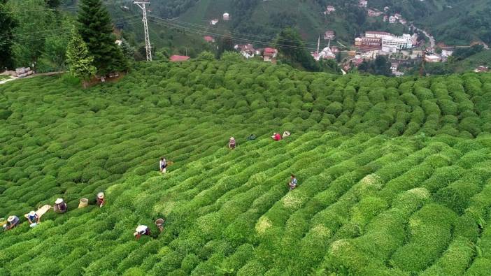 Çay ihracatı yüzde 30 arttı