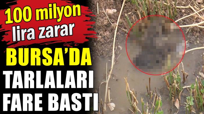 Tarlaları fareler bastı: 100 milyon lira zarar