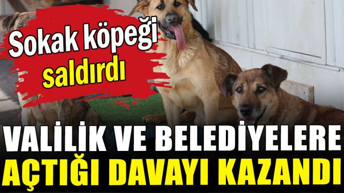 Sokak köpeği saldırdı: Valilik ve belediyelere açtığı davayı kazandı