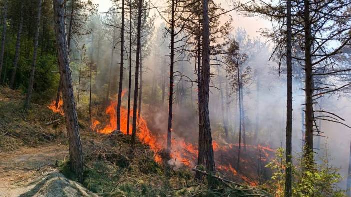 Bolu'da orman yangını ile mücadele ediliyor