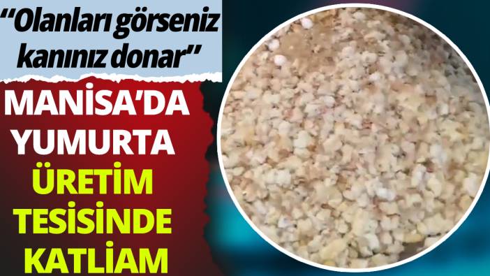 Yumurta üretim hanesinde katliam: Olanları görseniz kanınız donar