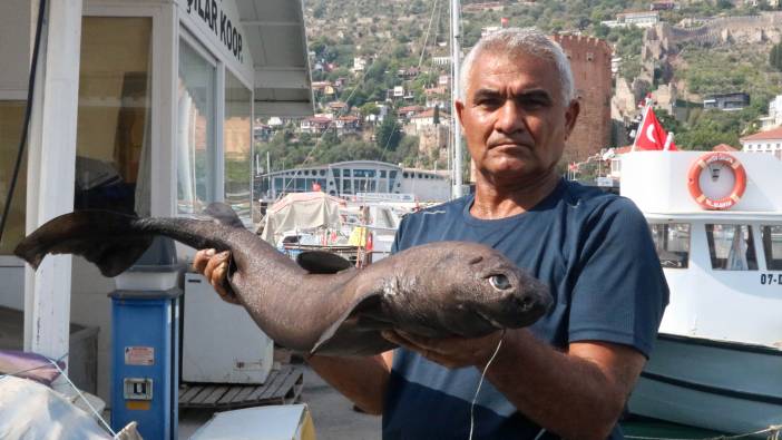 Pasifik kıyılarında görülen köpek balığı Antalya'da yakalandı