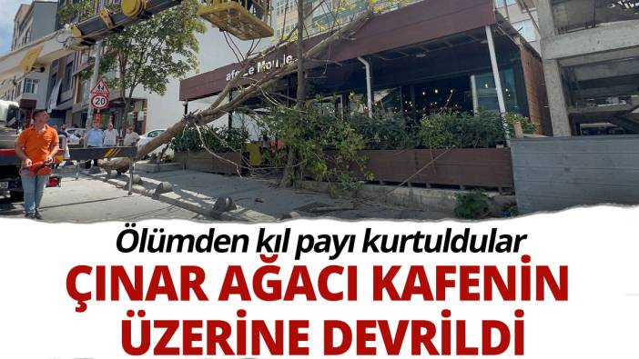 Çınar ağacı kafenin üzerine devrildi: Ölümden kıl payı kurtuldular