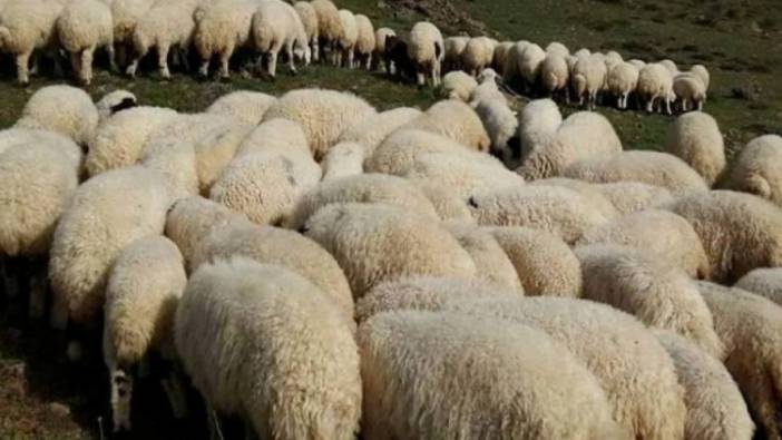 Erzurum'da çalınan 43 koyun Bingöl'de bulundu