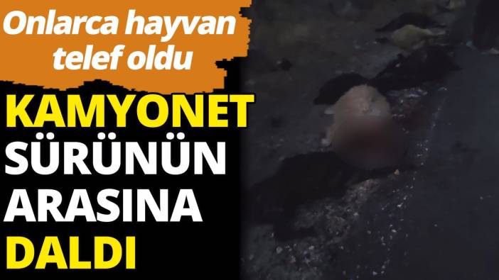 Kamyonet sürünün arasına daldı: Onlarca hayvan telef oldu