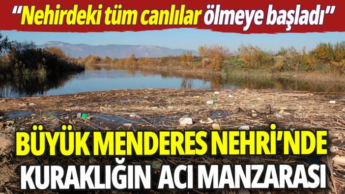 Büyük Menderes Nehri'nde kuraklığın acı manzarası: Tüm canlılar ölmeye başladı