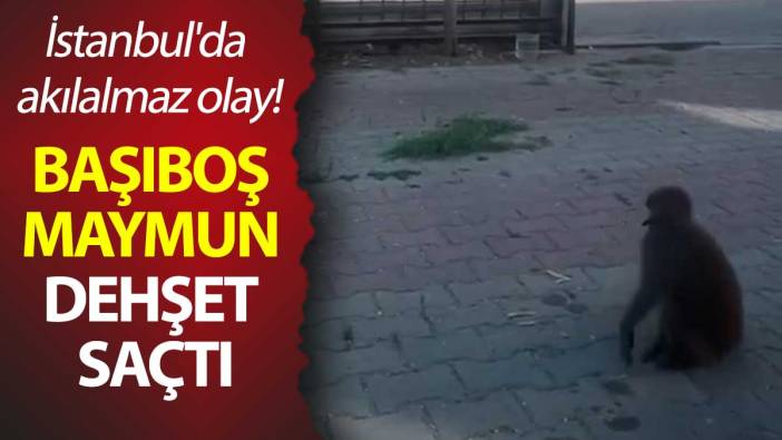 Başıboş maymun dehşet saçtı