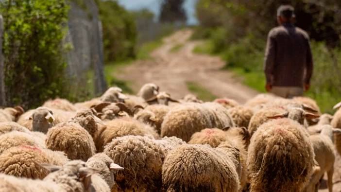 Çobandan hayvan sahiplerine 660 bin TL'lik vurgun