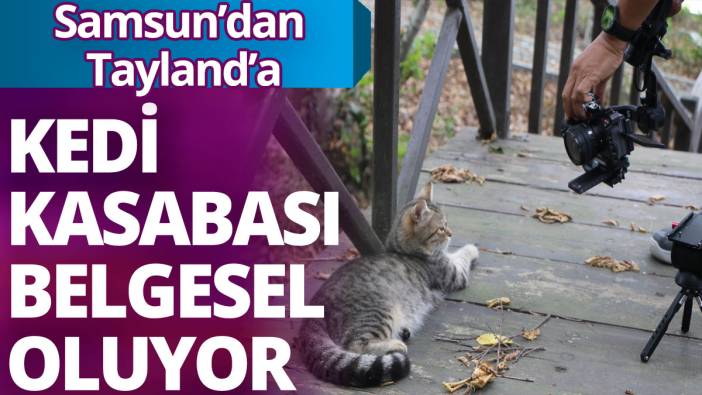 Samsun'dan Tayland'a 'Kedi Kasabası' belgesel oluyor