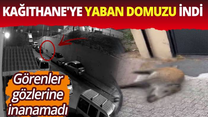 Kağıthane'ye yaban domuzu indi