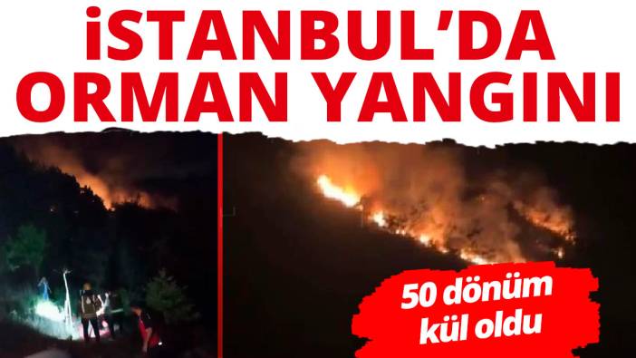 İstanbul Pendik'te orman yangını!