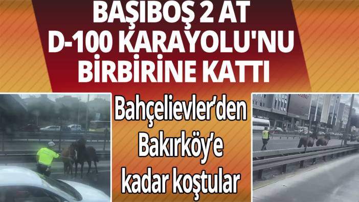 Başıboş 2 at D-100 Karayolu'nu birbirine kattı
