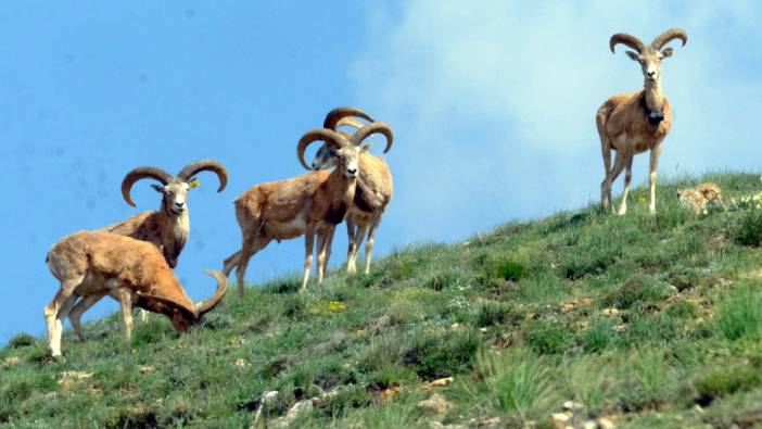 Yaban koyununu avlayanlar yandı