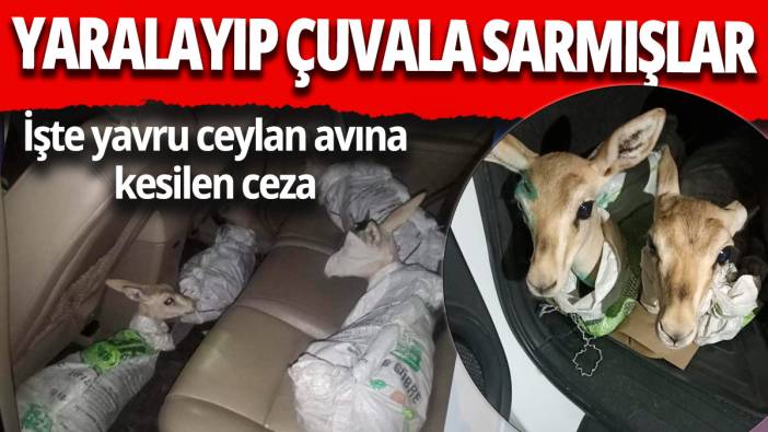 Yaralayıp çuvala sarmışlar... İşte yavru ceylan avlamanın cezası