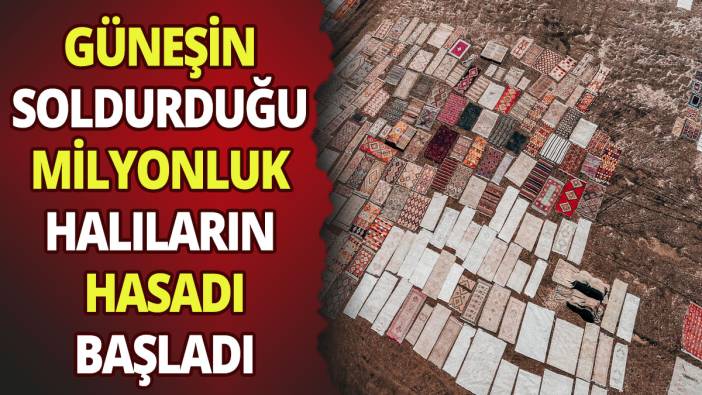 Güneşin soldurduğu milyonluk halıların hasadı başladı