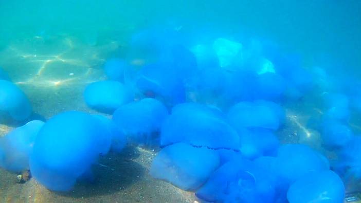 İzmir'de deniz anası istilası böyle görüntülendi