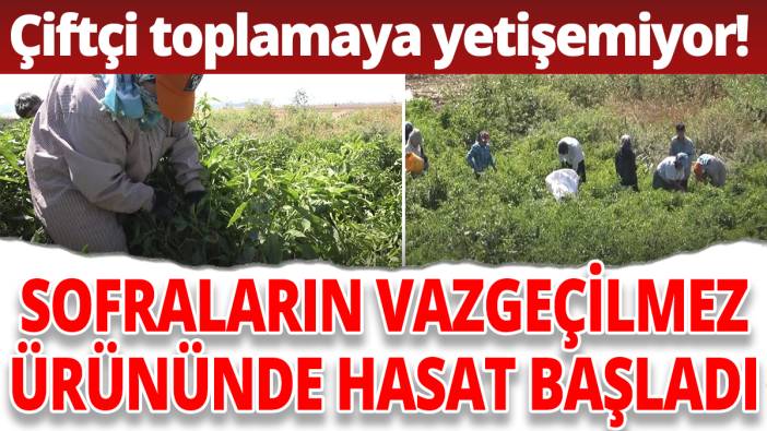 Sofraların vazgeçilmez ürününde hasat başladı! Çiftçi toplamaya yetişemiyor