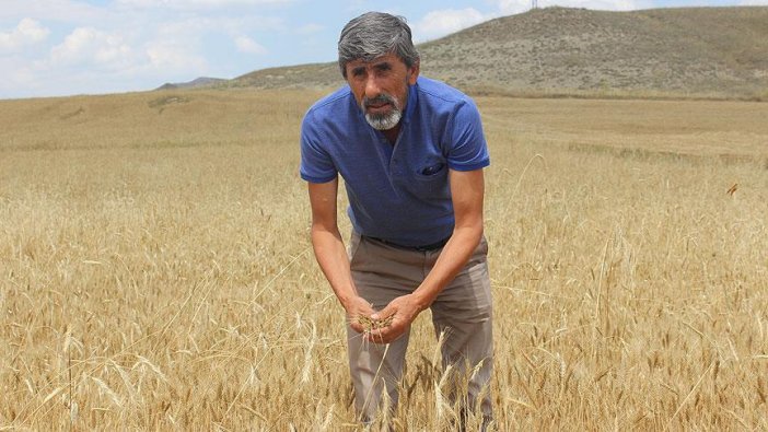 Buğdayda yüksek rekolte beklentisi
