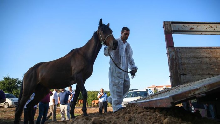 Beykoz'daki atlar tahliye ediliyor