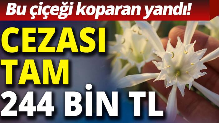 Bu çiçeği koparan yandı: Cezası tam 244 bin TL