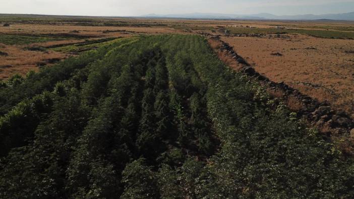 Şanlıurfa'da uyuşturucu operasyonu düzenlendi